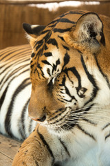 Tiger Close Up Portrait
