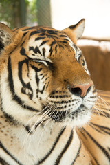 Tiger Close Up Portrait