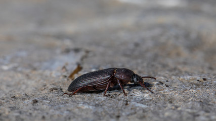 Käfer auf einem Stein