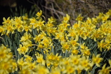 Blooming buds of daffodils in flower bed.