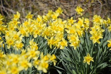 Obraz premium Blooming buds of daffodils in flower bed.