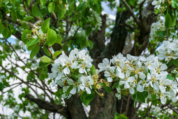 blooming apple tree in spring