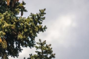 Fir on a blue sky background