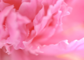 Abstract close up of the core of a pink peony flower, defocused. Abstract natural background.