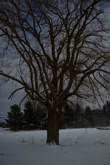 Tree in Graveyard