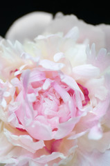 Close up of pale pink peony flower on black background. Macro photo with shallow depth of field and soft focus. Abstract natural background.