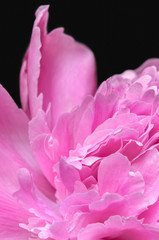 Abstract close up of pink peony flower on black background. Macro photo with shallow depth of field and soft focus. Abstract natural background.