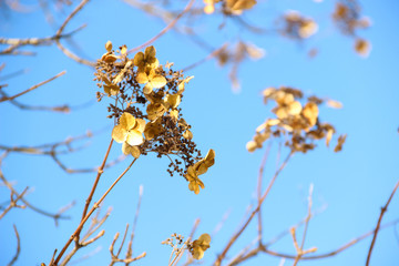 Nature concept-Beautiful spring landscape with trees branches on blue sunny sky background, space for text, selective focus. Colorful spring background with yellow flowers on trees. Springtime concept