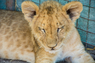 Beautiful young lion