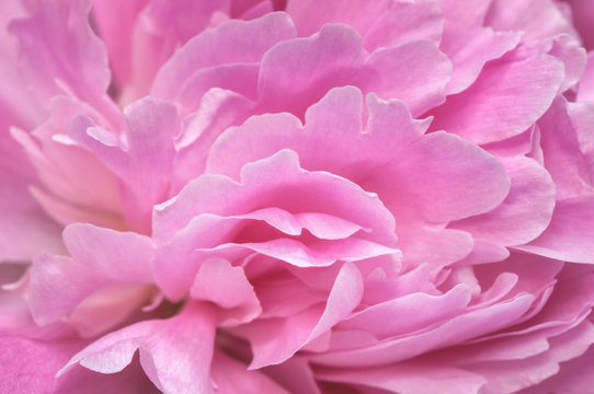 Abstract close-up image of the core of a pink peony flower. Macro photo with shallow depth of field and soft focus.