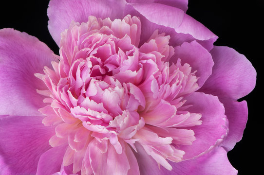 Pink peony flower on black background. Macro photo with shallow depth of field and soft focus.