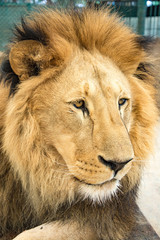 Fototapeta na wymiar Lion king isolated