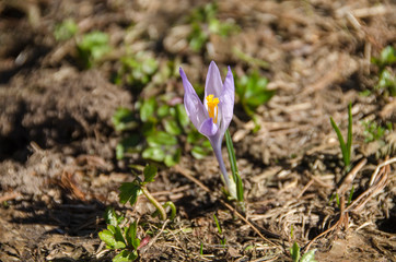 Crocus plant  - perennial plant