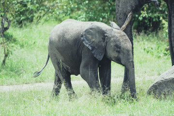 Fototapeta premium Babay elephant in Serengeti