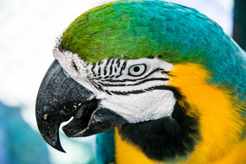 snapshot of a parrot on a tree
