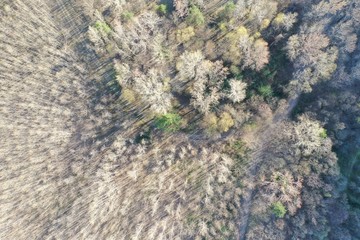 aerial view of the trees