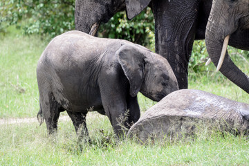Fototapeta premium Babay elephant in Serengeti