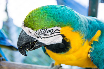 snapshot of a parrot on a tree