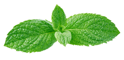 Fresh mint isolated Clipping Path