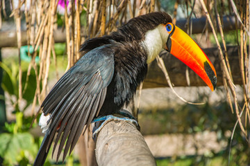South american mlticolored toco toucan adult bird