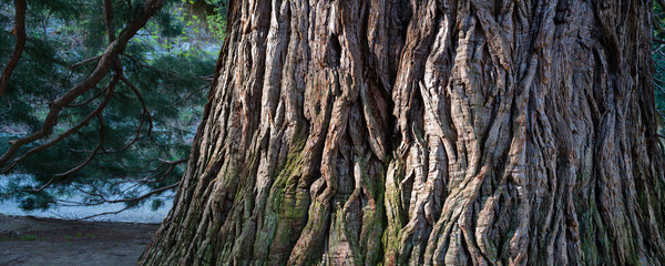 Fototapeta na wymiar corteccia di sequoia gigante