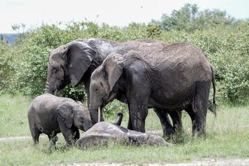 Naklejka na ściany i meble Babay elephant in Serengeti