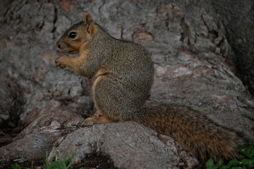 Naklejka na ściany i meble Squirrel Side View on Tree Root