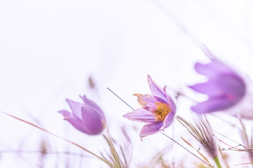 Purple Pulsatilla grandis, pasque flowers on a white background.