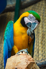 snapshot of a parrot on a tree