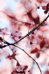 Cherry Blossoms