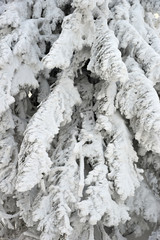 Snow-covered spruce paws in sunny day
