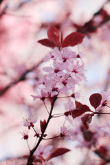 Cherry Blossoms