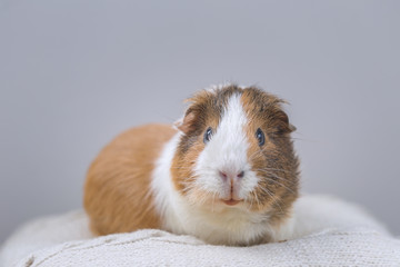 Guinea pig, portrait of a domestic cavy on a gray background.