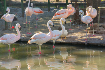 Greater Flamingo (Phoenicopterus roseus) on the wate