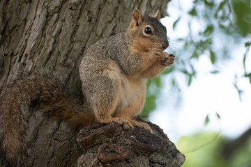 Naklejka na ściany i meble Squirrel on Tree Eating