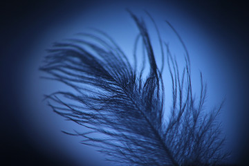 Feather