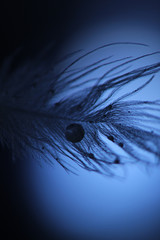 Feather with Dew