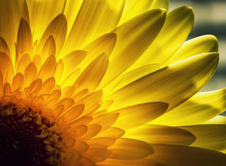 Gerbera petals backlit