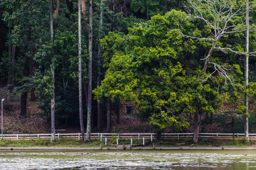 Horto Florestal in Sao Paulo, Brazil