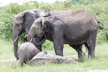 Fototapeta premium Babay elephant in Serengeti