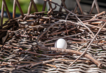turtle dove egg in the nest