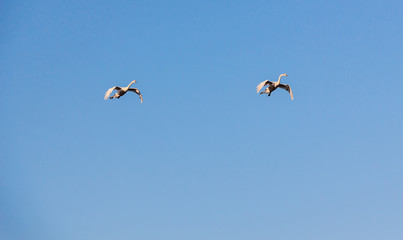 A flock of swans circling on the lake