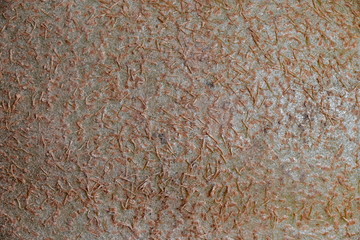 Kiwi Fruit Skin