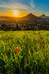 Poppy in Afternoon Sun with Mountains