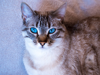 gray cat with blue eyes