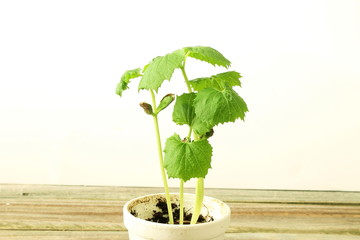 bitter gourd or bitter melon,momordica charantia plant seedling germination and growing in glass pot