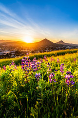 Lupine Plants and Mountains and Setting Sun