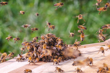 swarm of bees around a dipper soaked in honey in apiary  