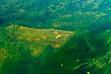 Trampas para cangrejos de r&iacute;o 