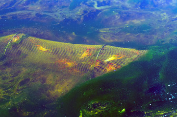 Trampas para cangrejos de r&iacute;o 06